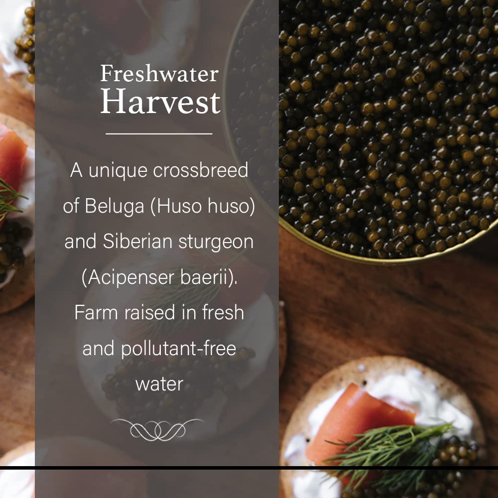 OVERNIGHT SHIPPING - OLMA Beluga Hybrid Black Caviar - Rated Top Caviar in the World - 0.5 oz / 14 g