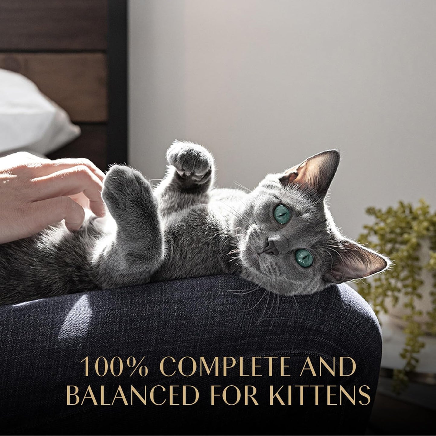 Sheba Perfect Portions Kitten Wet Cat Food Pate Chicken Entree and Salmon Entree, 2.6 oz. Twin-Pack Trays (12 Count, 24 Servings) (Pack of 2)