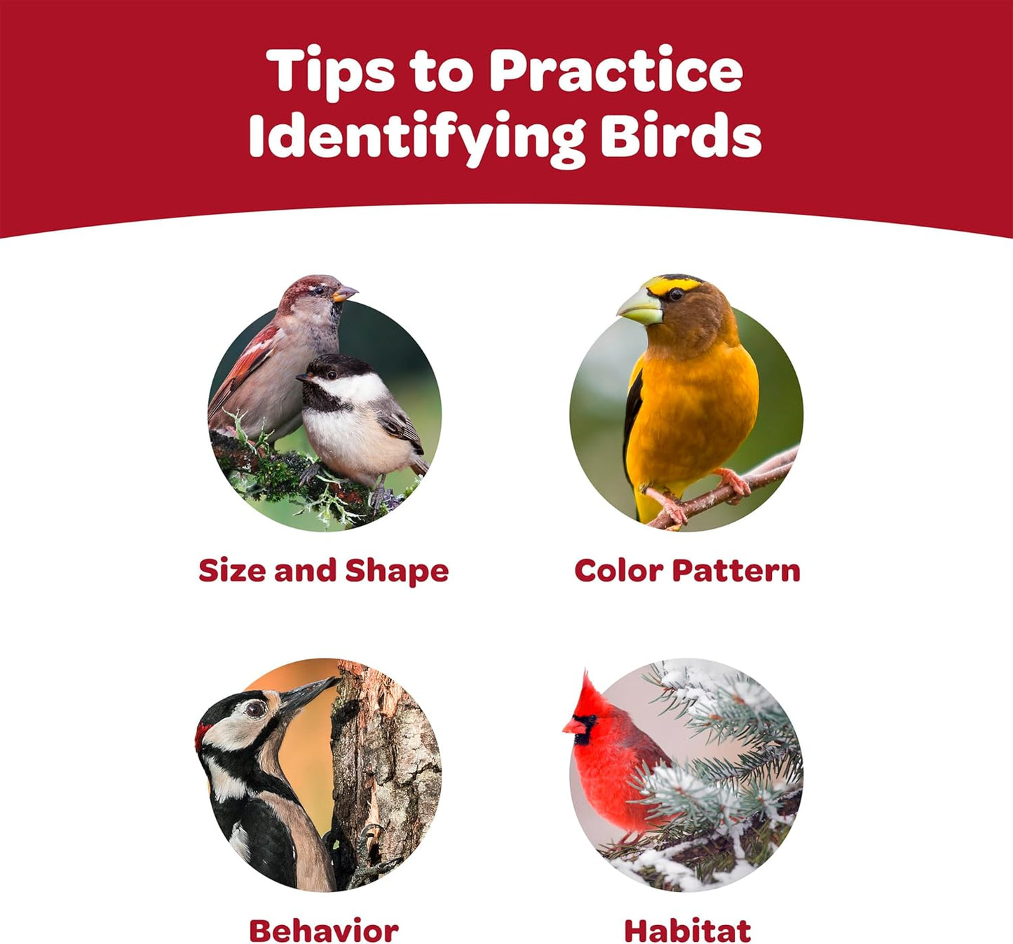 Kaytee All American Wild Bird Food Seed Blend, 5 Pound